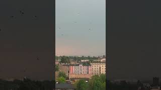 Angry birds just before the storm