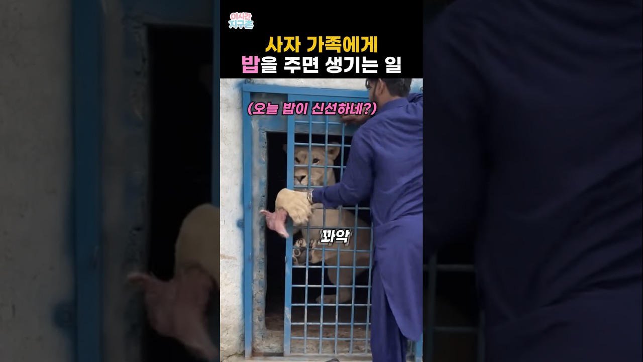 사자 가족에게 밥을 주면 생기는 일 #동물 #사자 썸네일