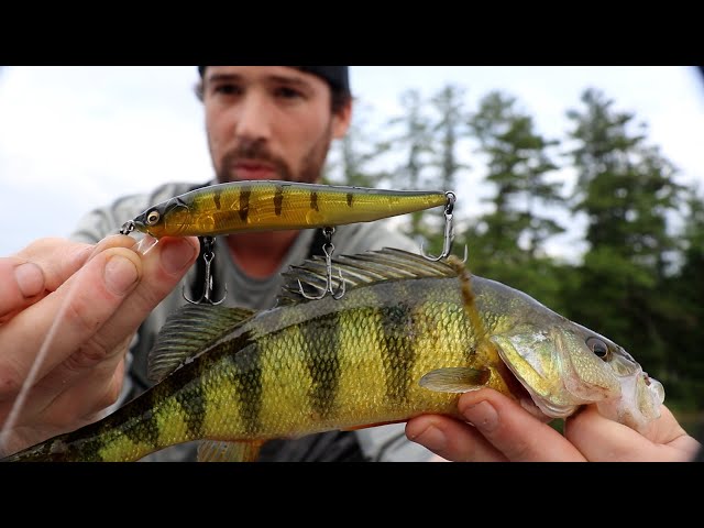 VERY Realistic Jerkbaits Catch Bass & Pickerel (Megabass GP Pro