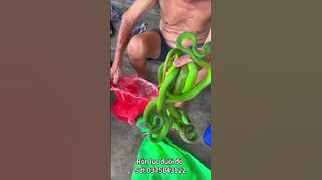 Cao thủ bắt rắn lục đuôi đỏ cực độc bằng tay ko bá bá đạo nhất trong lịch sử p3