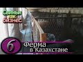 СВИНОФЕРМА НА ПОДСТИЛКЕ В КАЗАХСТАНЕ