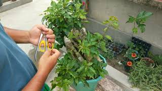 How to prune giant bougainvillea bonsai || bougainvillea plant care||#bougainvillea #flowers #bonsai