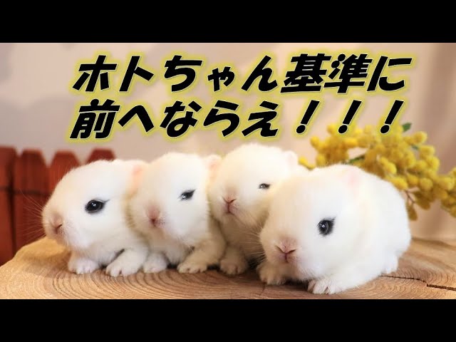 可愛い ホトちゃんの集団行動 Lupinus Youtube 可愛い ホトちゃんの集団行動 Lupinus Youtube