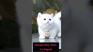 Watch the beauty of Angora cats, it's attractive!!!