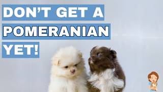 10 Things You MUST Know Before Getting a Pomeranian!