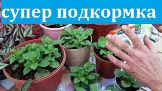 ПОДКОРМКА ДЛЯ ПЕТУНИИ для ЦВЕТЕНИЯ И РОСТА чем подкормить петунию