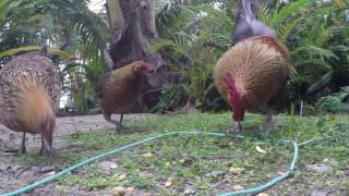 RAROTONGAN GAME FISHING FOR ROOSTERS screenshot 2