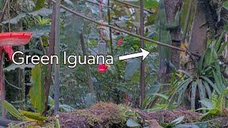 Green Iguana Clambers Down Tree Behind Panama Fruit Feeder Cam | Jan. 3, 2026