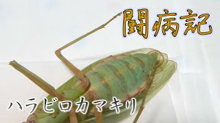 【闘病記】♯２　苦しみから解放されたように見える　【ハラビロカマキリ】