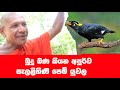 ආරණ්‍යයෙන් ඇසෙන අපුර්ව ගී නාදය