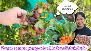 PANEN SEMUA YANG ADA DIKEBUN UNTUK BUDE || UPDATE BUAH SURGA DAN BLACKBERRY screenshot 5