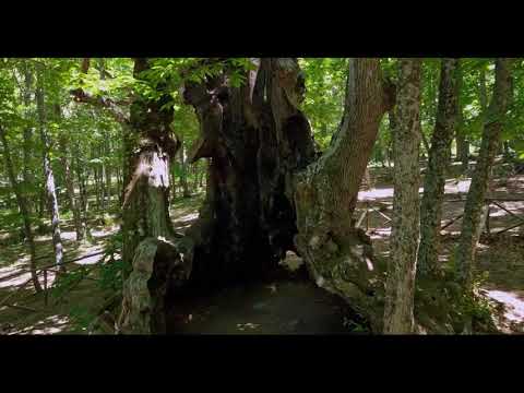 Video: ¿Qué es un bosque latifoliado?