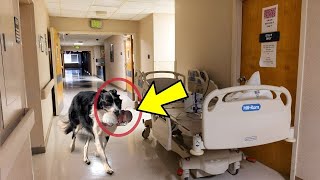 De repente, el perro corrió al hospital. ¡La enfermera se echó a llorar cuando descubrió la razón!