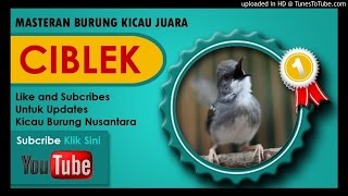 Download lagu Kumpulan Masteran Mp3 Suara Kicau Burung Ciblek Juara Gacor MP3 Download lagu Kumpulan Masteran Mp3 Suara Kicau Burung Ciblek Juara Gacor