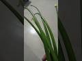 spring onions and drumstick curry| #springonion #drumstickmasalacurry #springonionrecipe #shorts_