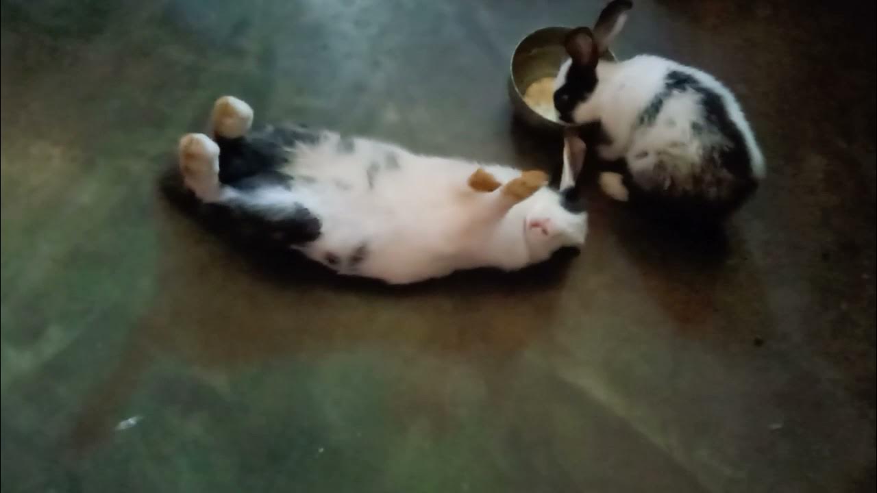 rabbit shock YouTube