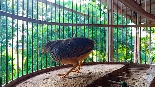 Download Lagu Pikat Burung Puyuh Muda MP3