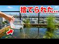拾った魚を小さな池で飼育してみた