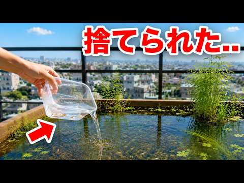 捨てられた魚を小さな池で飼育してみた