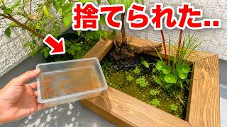 捨てられた魚を小さな池で飼育してみた