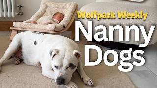 Izy trifft ihre Urenkelin 🐾 Wolfpack Weekly | Das Leben mit einer Staffordshire-Terrier-Familie