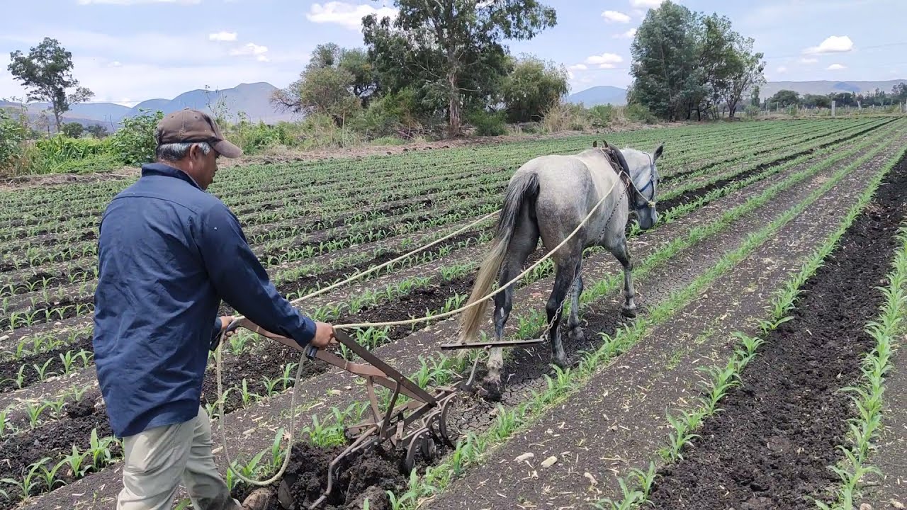 Escarda Tradicional del Maíz en La Esperanza, Michoacán | Agricultura Ancestral @cotidiano399