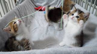 Cute kitten that gets so absorbed in its toy that it stands up on two legs…