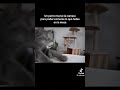PERRO LO TRAICiONA GATO!!!!