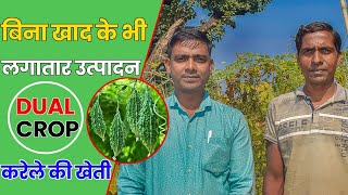 करेले की खेती | Bitter gourd Farming | Dual Crop | High-tech farming | Ditesh