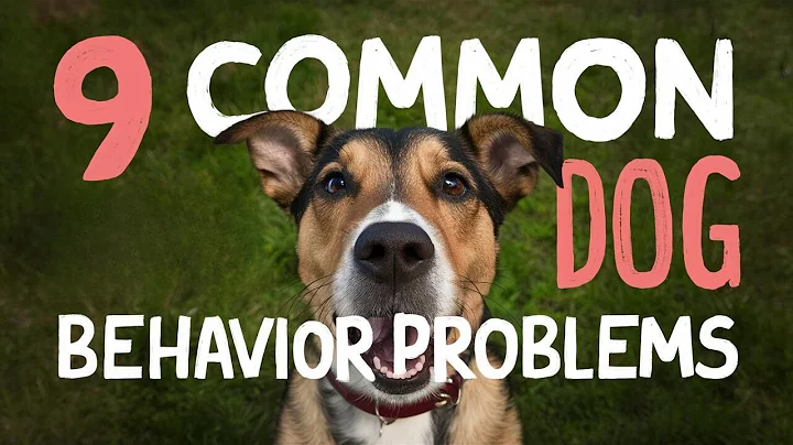 🐾 Understanding Dog Behavior: 9 Common Dog Behavior Problems