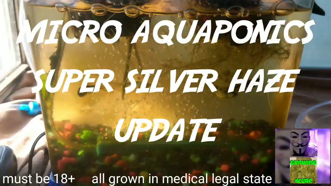 Micro Aquaponics - super silver haze