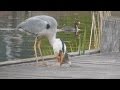 Een reiger verorbert een dikke brasem