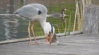 Een reiger verorbert een dikke brasem