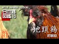 日本鶏図鑑16 地頭鶏 The World of Native Japanese Chickens