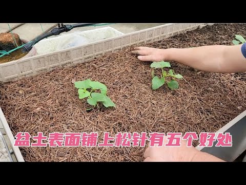 盆土表面铺上松针,有五个好处,有条件可以试试 - YouTube