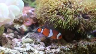 20141015-1小丑魚在水族缸游泳