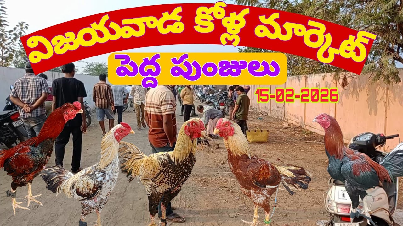 Vijayawada punjula market. విజయవాడ పుంజుల మార్కెట్  @Daily-pets-life 