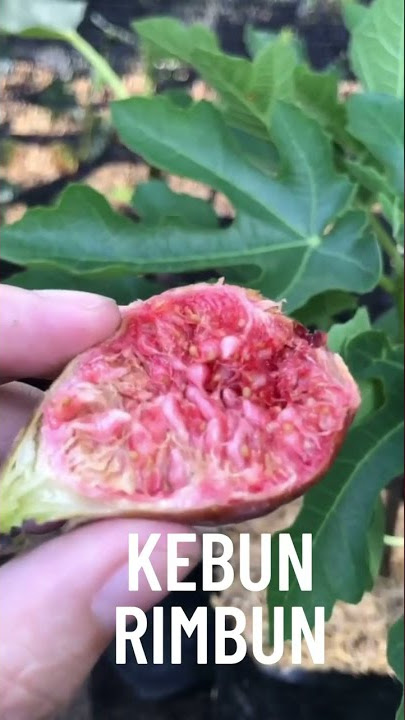 Tanaman Hias 59 Buah Surga Buah Tin Buah Ara tanaman viral tahun 2022