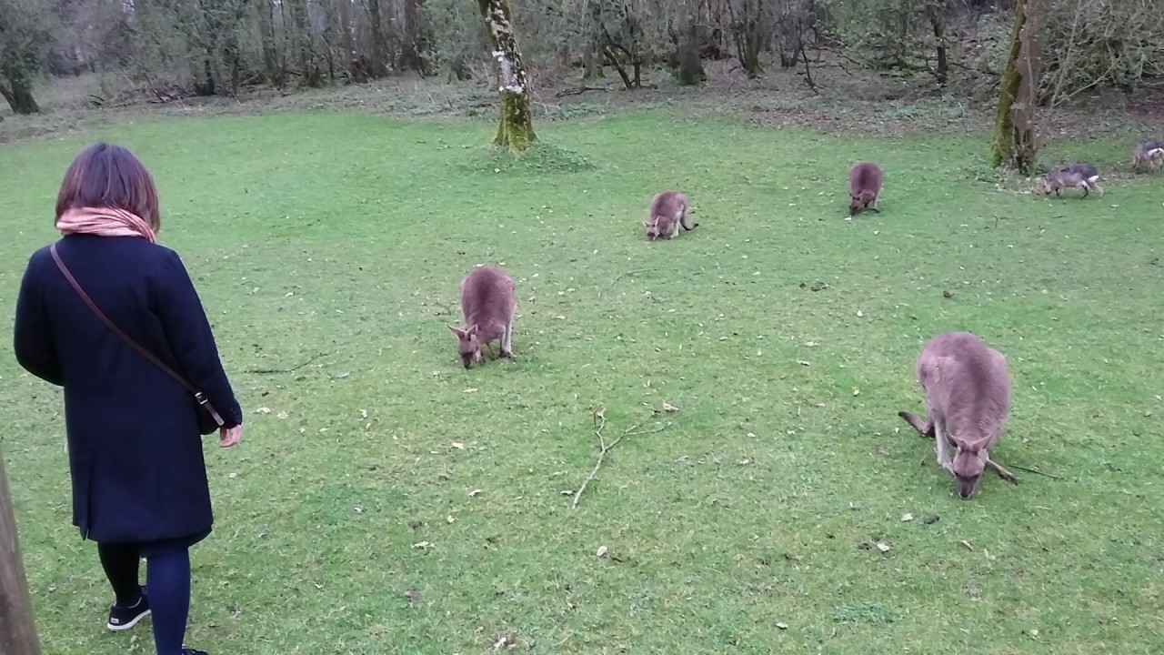 Kangaroos at Fota Wildlife Park (Cork, Ireland)