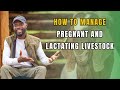 How to properly manage pregnant and lactating goats at your farm farming in africa