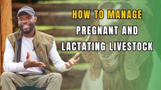 HOW TO PROPERLY MANAGE PREGNANT AND LACTATING GOATS AT YOUR FARM| Farming In Africa