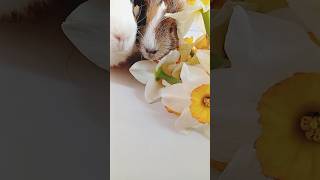 guinea pigs and flowers #cute #guineapighome#flowers#daffodils#