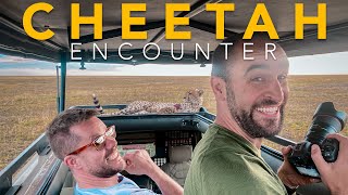 Two Wild Cheetahs Leap on Safari Vehicle for 30 Minutes