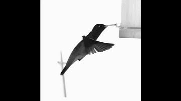 Humming Bird hovering video, taken by high speed camera