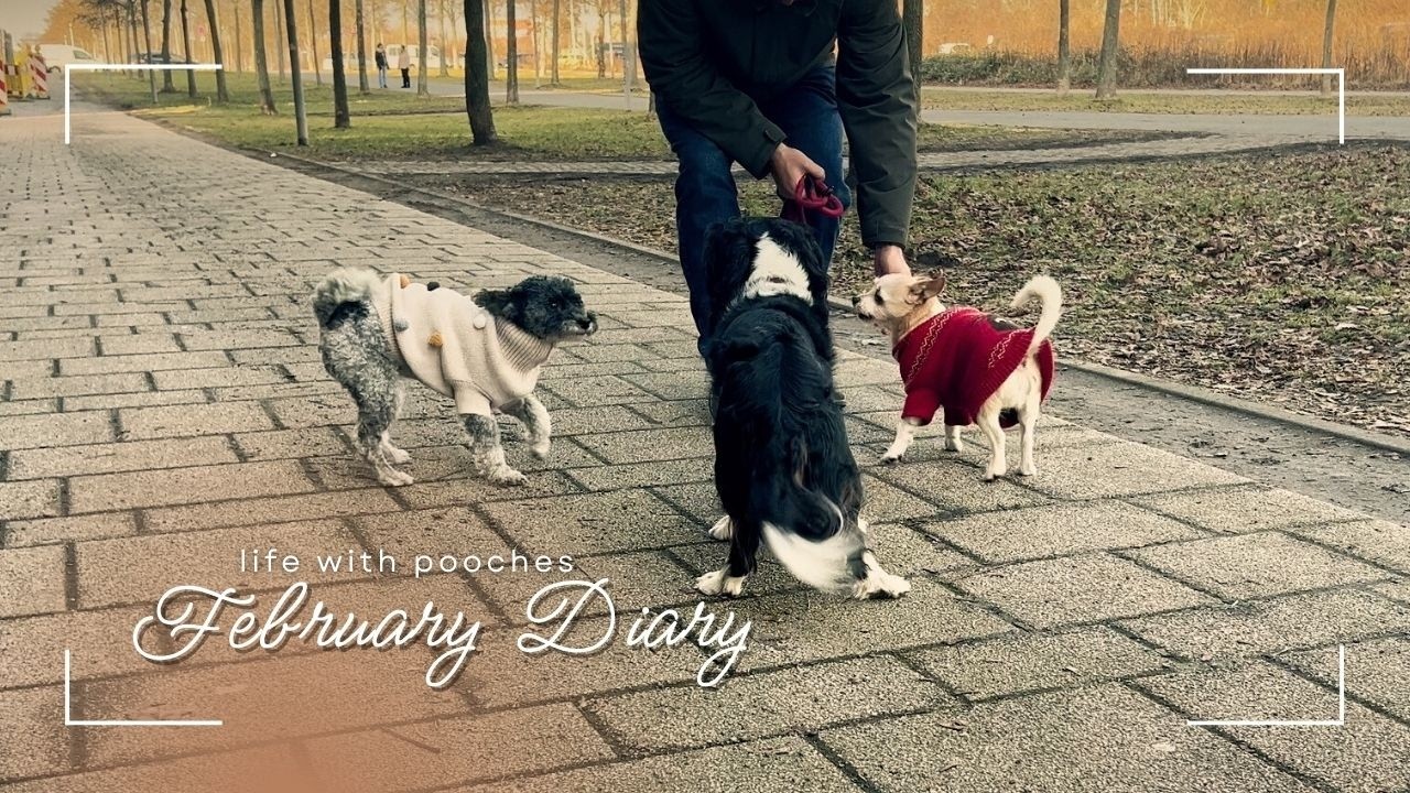 FEBRUARY DIARYㅣmaking burgers & gimbap, walks with doggos 🐕‍🦺🦮