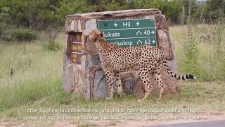 Male cheetah marks his territory on road marker at one of Kruger Parks busy intersections.