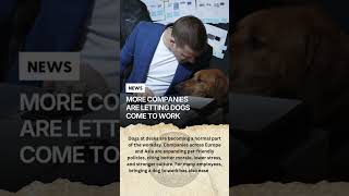 Dogs at Desks Are Becoming the New Normal  #uk #usa #viral #pets#germany #canada #australia