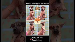 Pup available for adoption!!! #rescuedogs #adoptstrays