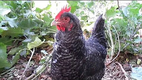 Q & A: How Do I Keep My Free Range Backyard Chickens From Destroying My Garden?