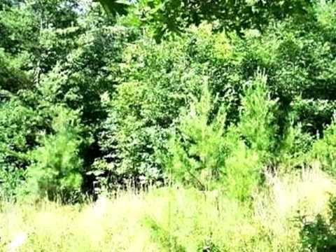 5 Ivy Log Estates, Blairsville, GA home video tour